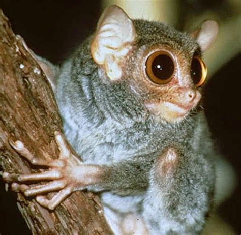 Tarsius Tumpara Hewan Nocturnal Bermata Besar 600×585 Tarsier