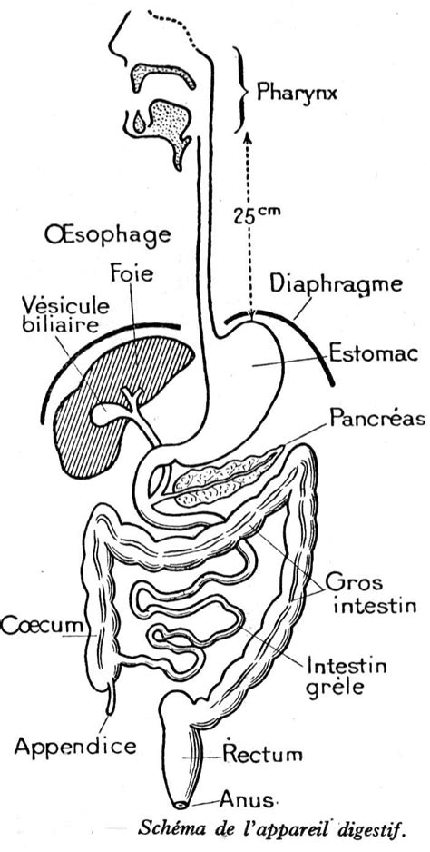 2bgal Img Dessins Anatomie Homme Appareil Digestif