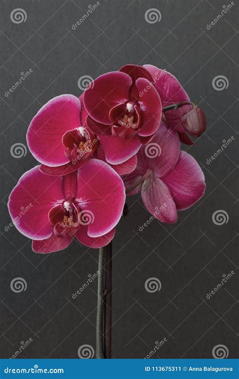 Pink Orchid on a Black Background Stock Image - Image of valentine ...