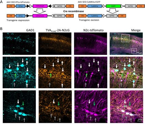 Fast High Throughput Production Of Improved Rabies Viral Vectors For