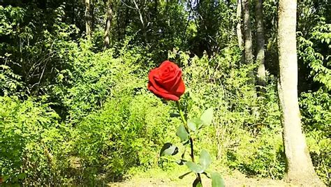 Alice S Porn Videos And Reels Nude Photos And Bio On XHamster