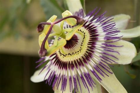Passion Flower Archives - Smile Herb School