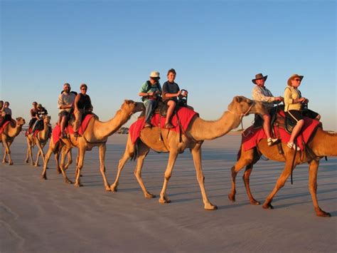 Camel Safari In Rajasthan - Rajasthan Tour Planner