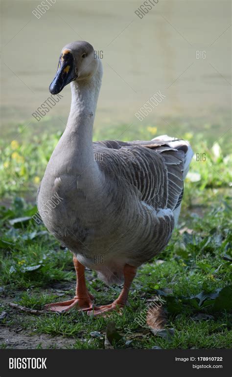 Female Chinese Goose Image And Photo Free Trial Bigstock