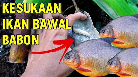 Cara Mengolah Belut Untuk Umpan Ikan Mas