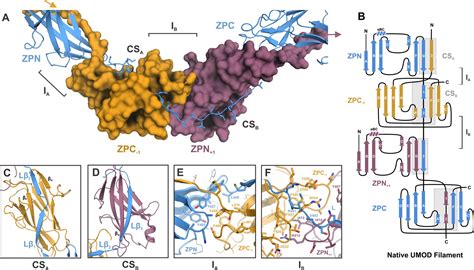 Figures And Data In The Cryo Em Structure Of The Human Uromodulin