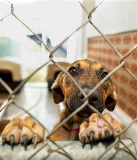Dog Adopt Rescue Shelter Animal Vertical Stock Image - Image of rescue ...