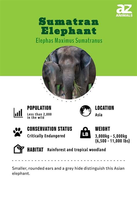 Sumatran Elephant - A-Z Animals