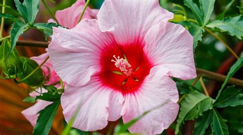 41 Different Types Of Hibiscus Varieties For Your Garden