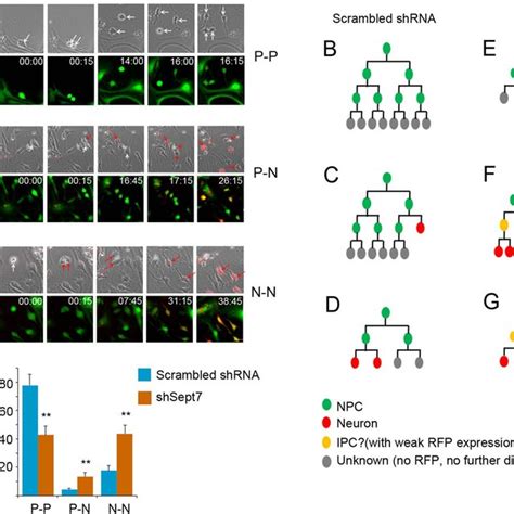 Knockdown Of SEPT7 In NPCs Promotes Differentiative Cell Divisions A