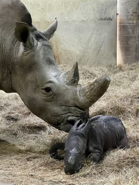 Rare baby white rhino born on Super Bowl Sunday at Indianapolis Zoo ...