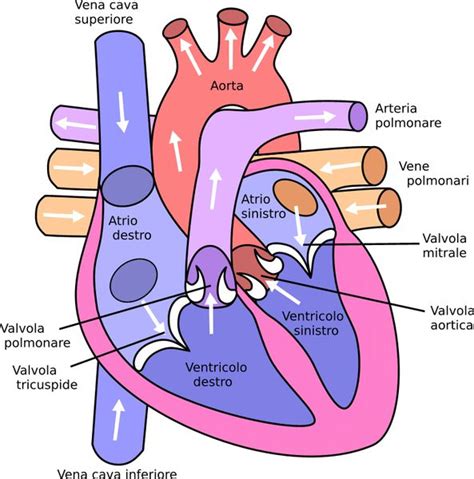 Soffio Al Cuore