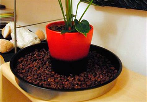 Как повысить влажность воздуха для растений? Увлажнение воздуха :: myPlants