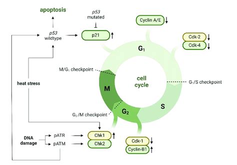 Cell Cycle Regulation In Sonoporated Cells Up Arrow Upregulation Down