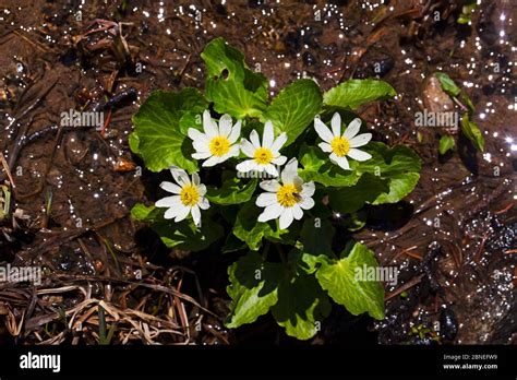 White Marsh Marigold Hi Res Stock Photography And Images Alamy