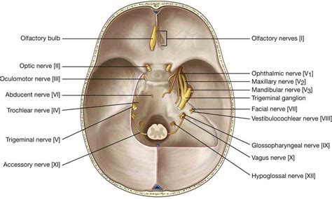 Trochlear Nerve Cranial Nerve 4