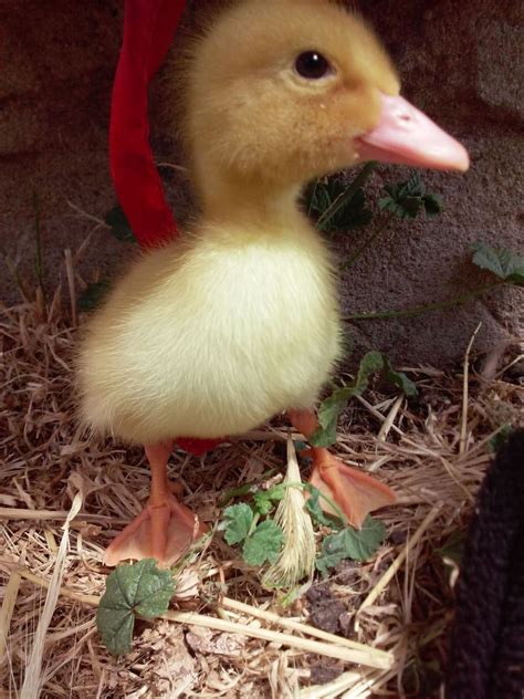 pekin duck week by week | BackYard Chickens