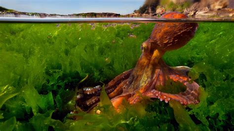 Осьминог в зарослях водорослей - обои для рабочего стола, картинки, фото
