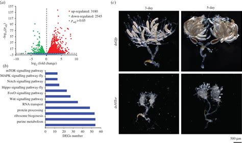 Differentially Expressed Genes Degs In Ovary Upon Nlhdac1 Knockdown