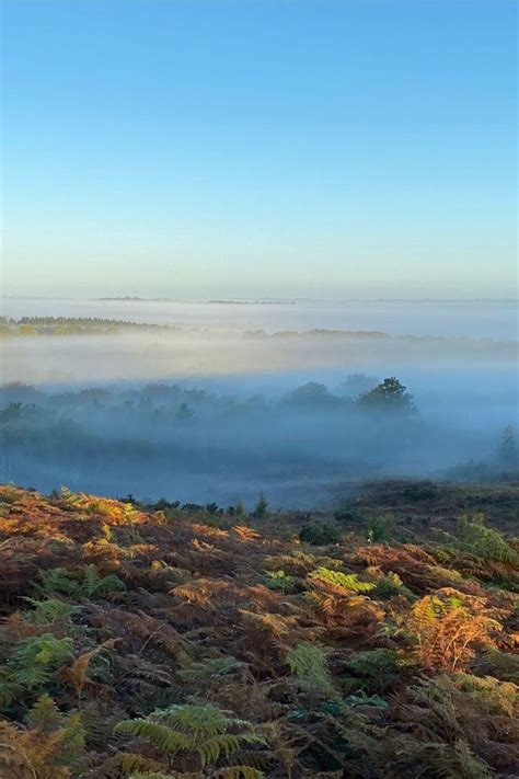 13 Biggest Forests in England You Need to Visit (2024 Guide)