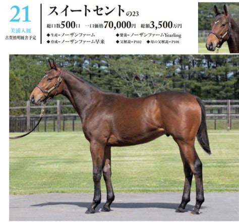 【21 30】シルク2024年度募集馬全頭評価③ バッタの一口馬主データ分析室