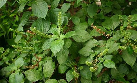 CSIR CIMAP AROMA Plant Details