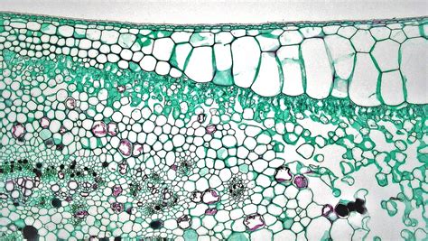 Leaf Epidermis Under Microscope