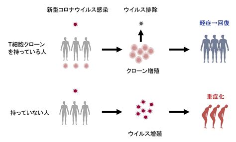 新型コロナウイルス感染症の重症化を防ぐt細胞を同定山﨑研がjemに発表 研究成果 大阪大学微生物病研究所 Rimd 文部科学省共同