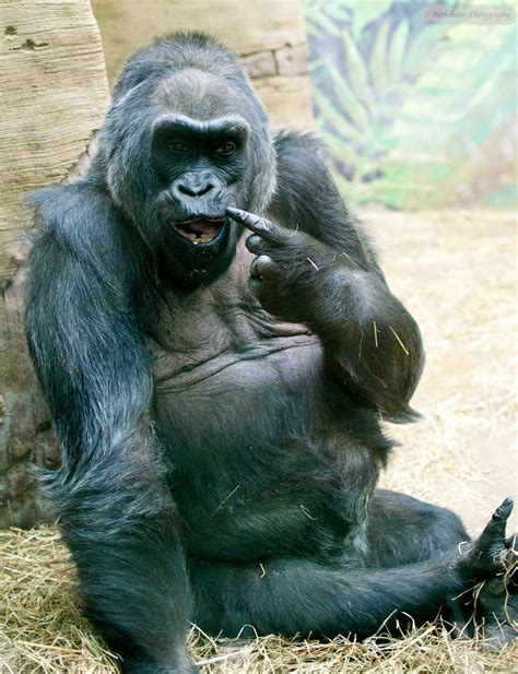funny animal pictures gorilla 2