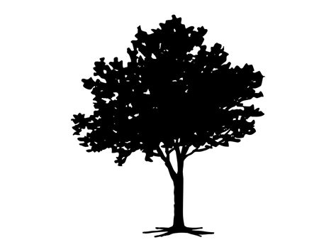 Black Branch Tree Or Naked Trees Silhouettes Hand Drawn Isolated