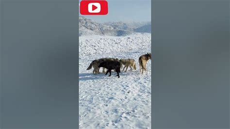 Tibetan Mastiff Vs Wolf Wolf Vs Tibetan Mastiff Tibetan Mastiff Vs Wolf Playing With Wolves