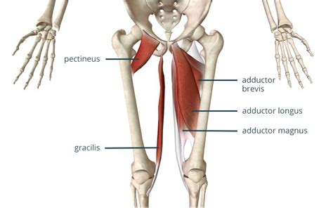 3 Exercises To Heal An Adductor Strain Glutes Inner Thigh Muscle