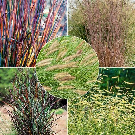 12 Grasses For That Meadow Garden Look In Zone 5 Or 6 By Jay Jay Jeffery Medium