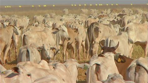 Mercado Aquecido Para O Boi Gordo Faz Aumentar O Abate De Vacas Em Mato