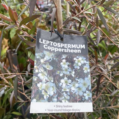 Leptospermum Coppersheen Manuka 3 3L Lushingtons