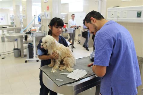 Día Nacional del Médico Veterinario en México existen más de 58 mil