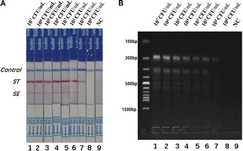 The Detection Limits Of Dual RPA LFD Assay And Gel Electrophoresis For