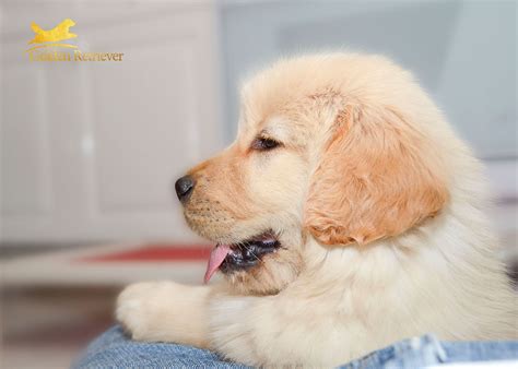 Cuanto Cuesta Un Bebe Golden Retriever