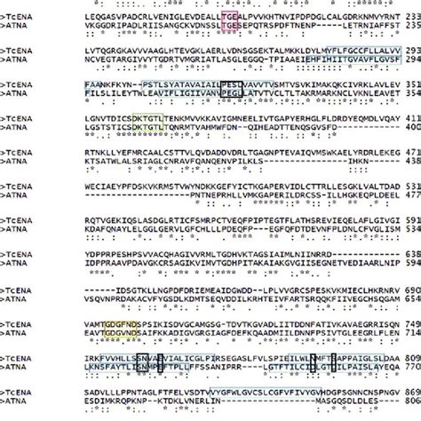 4 Alignment Of The Deduced Amino Acid Sequences Of TcENA And ATNA Blue