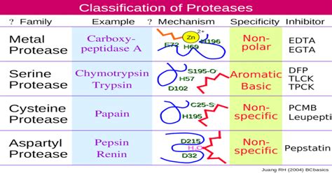 Classification of Proteases Metal Protease Serine Protease Cysteine ...