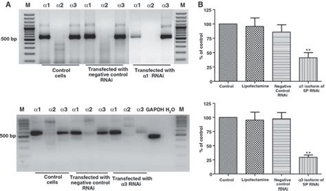 Sodium Pump And Subunit Isoforms Mediate Distinct Responses To