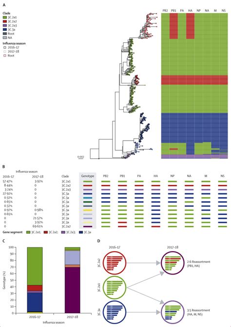 Effect Of Human H3n2 Influenza Virus Reassortment On Influenza