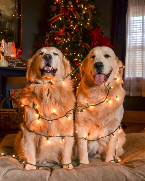 Golden Christmas Tree Merry Christmas | Cute dogs, Golden retriever ...