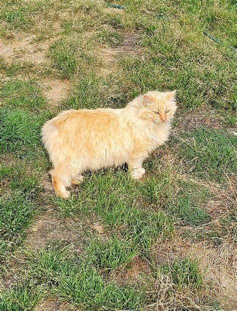 Yellow Tabby America Bobtail Manx Cat Stock Photo - Image of meadow ...