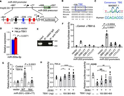 TBX1 Induces MiR 203 A Schematic Of The Upstream Promoter Region Of