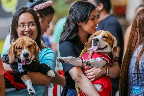 Christmas Pet Parade Held In Quezon City Philippines Guangming Online