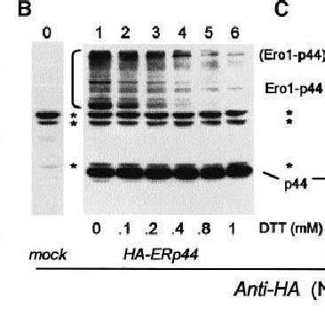 Erp Forms Mixed Disuldes With Ero A And Numerous Other Proteins