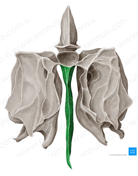 Perpendicular Plate Of Ethmoid Bone 4409 Kenhub Image License Store