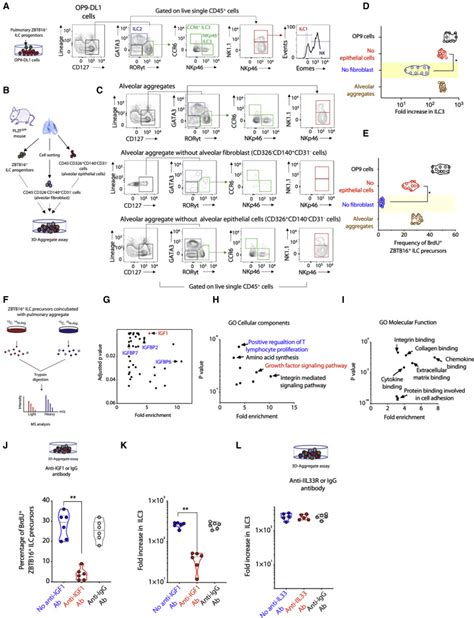 Insulin Like Growth Factor 1 Supports A Pulmonary Niche That Promotes