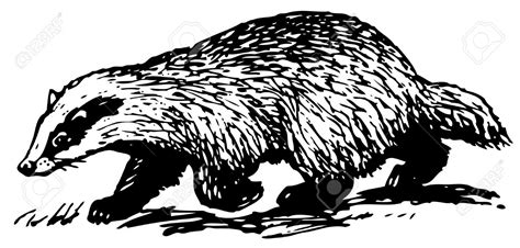 badger clipart black and white 10 free Cliparts | Download images on ...